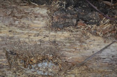 Çeşitli ahşap türlerinin dokusu yakın çekim