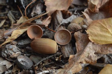 Meşe palamutları sonbaharda ormanda düştü