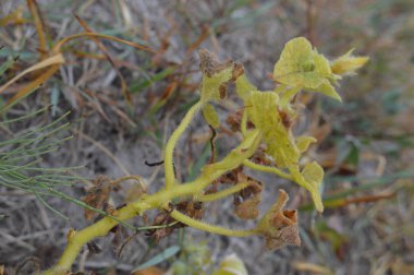 Renkli sonbahar dokusu closeup yaprakları