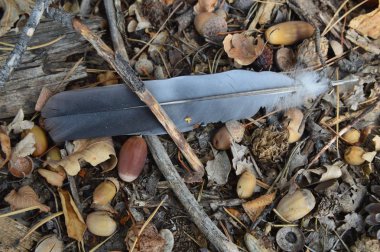 Meşe palamutları sonbaharda ormanda düştü