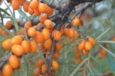 Orman ve bahçe berry closeup