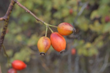 Orman ve bahçe berry closeup
