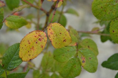 Renkli sonbahar dokusu closeup yaprakları