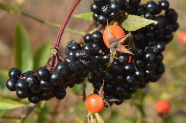 Orman ve bahçe berry closeup