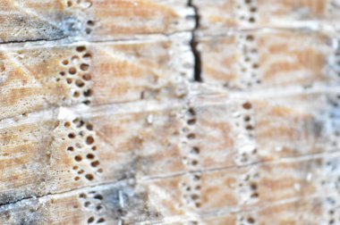 Çeşitli ahşap türlerinin dokusu yakın çekim