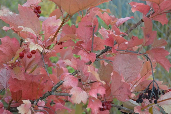 Textuur van kleurrijke herfst bladeren close-up — Stockfoto