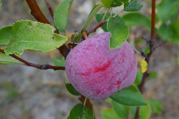 Orman ve bahçe berry closeup — Stok fotoğraf