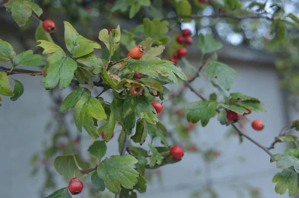Bos en tuin Berry close-up — Stockfoto