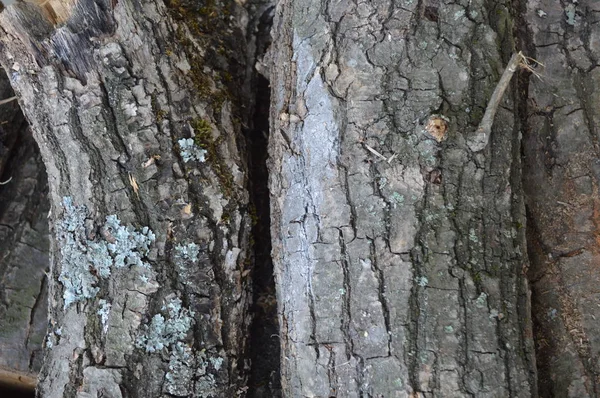 다양 한 나무 종의 감촉 클로즈업 — 스톡 사진