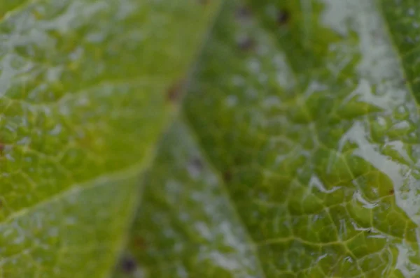 Renkli sonbahar dokusu closeup yaprakları — Stok fotoğraf