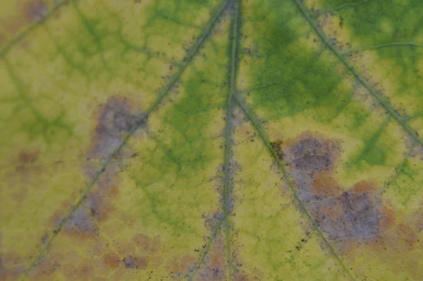 Textura de hojas coloridas de otoño de primer plano — Foto de Stock