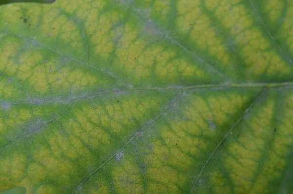 Textura de hojas coloridas de otoño de primer plano — Foto de Stock