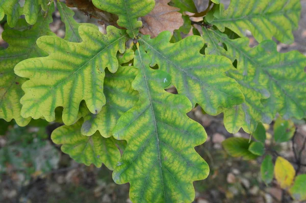 Renkli sonbahar dokusu closeup yaprakları — Stok fotoğraf