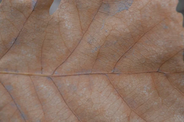 Textura de folhas de outono coloridas close-up — Fotografia de Stock