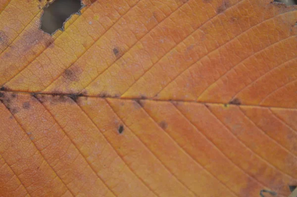 Textura de hojas coloridas de otoño de primer plano — Foto de Stock