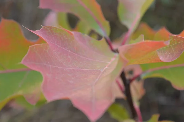 Textura barevných podzimní listí — Stock fotografie
