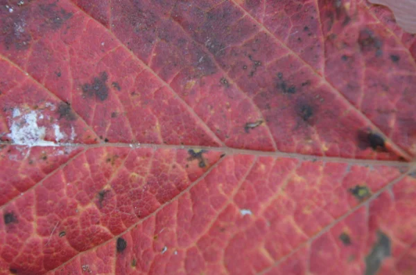 Textura barevných podzimní listí — Stock fotografie