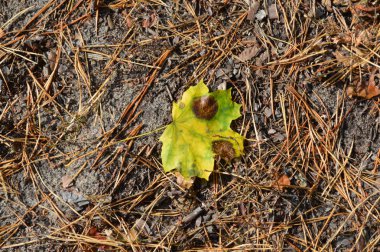 Sonbahar yaprakları yerde yatar.