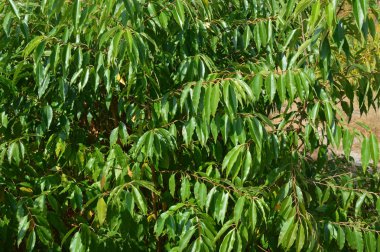 Yağmurdan sonra sonbahar ormanı ve ağaçlar 