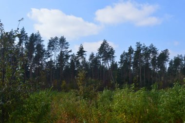 Ormanda çalılar ve sonbahar yaprakları