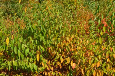 Orman sonbahar yaprakları ve çim doku