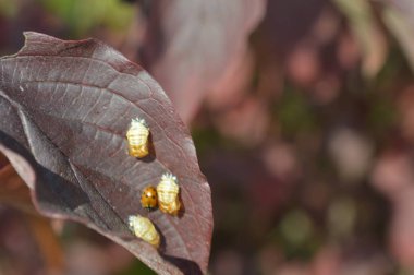Ormanda bir çalı yaprağı üzerinde oturan uğur böceği