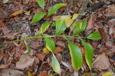 Sonbahar yaprakları yerde yatar.