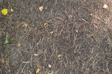 Ağaçların altında büyük orman karınca yuvası