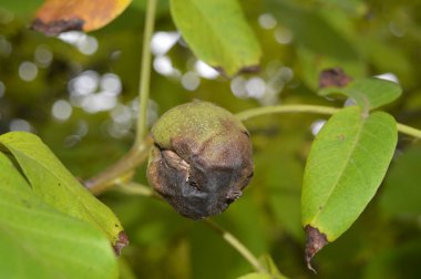 Olgun ceviz bir ağaçüzerinde yetişir