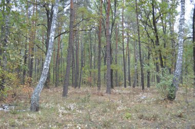 Yağmurdan sonra sonbahar ormanı ve ağaçlar
