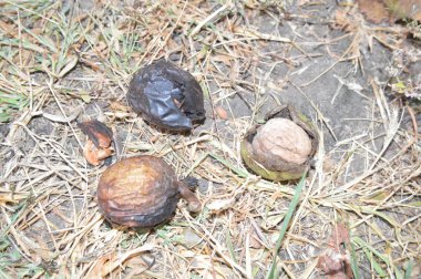 Olgun ceviz bir ağaçüzerinde yetişir