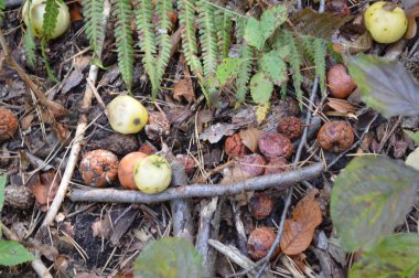 Bozulmuş sebze ve meyveler yerde yatıyor