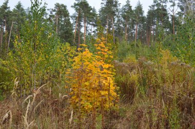 Çalılar ve ağaçların sonbahar orman renkleri