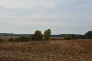 Ayçiçeği hasat sonra Alan