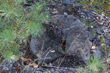 Orman kütükleri ve eski ağaçlar