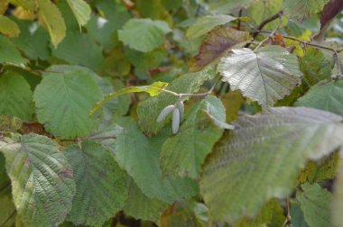 Orman sonbahar yaprakları ve çim doku