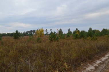 Çalılar ve ağaçların sonbahar orman renkleri