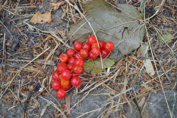 Verdure e frutta rovinate giacciono a terra — Foto Stock