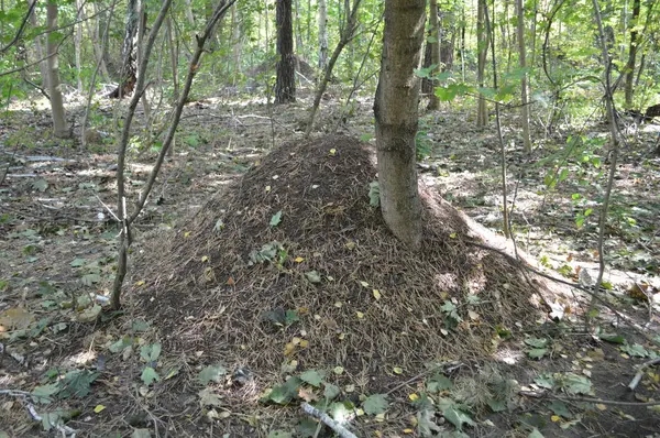 Великий лісовий мураха під деревами — стокове фото