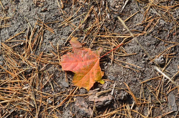 Осенние листья лежат на земле — стоковое фото