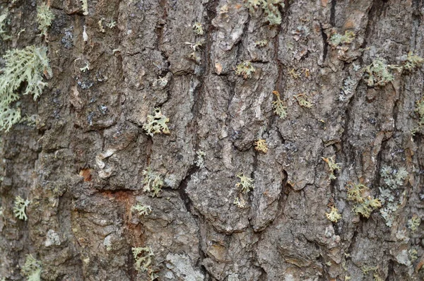 Textuur van boomschors in het bos — Stockfoto