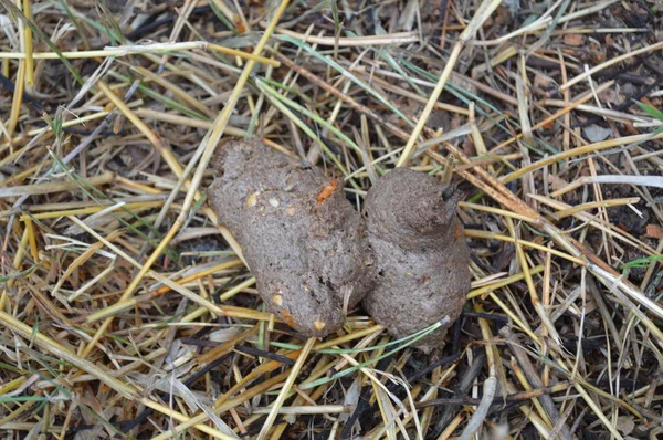 Excremento de cão grande — Fotografia de Stock