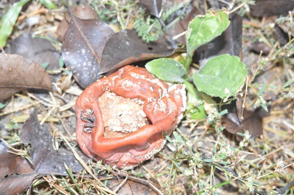 腐った野菜や果物が地面に横たわっている — ストック写真