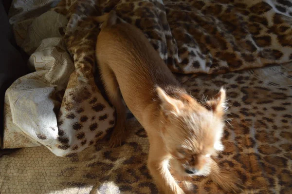 Chihuahua perro jugando en la cama — Foto de Stock