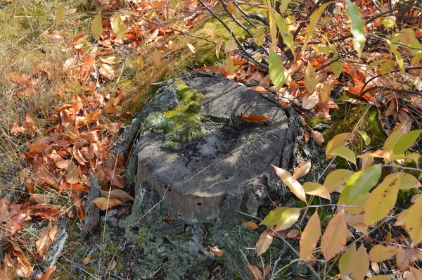 Forest stumps and old trees — Stock Photo, Image