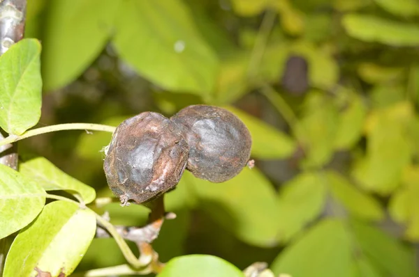 Le noci mature crescono su un albero — Foto Stock