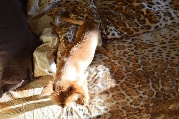 Чихуахуа-собака играет в постели — стоковое фото