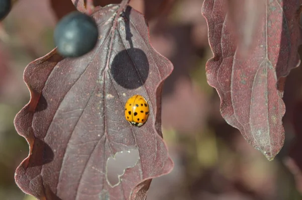 Ladybug sitting on a leaf of a bush in the forest — Stock Photo, Image