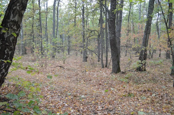 Herbstwald und Bäume nach Regen — Stockfoto