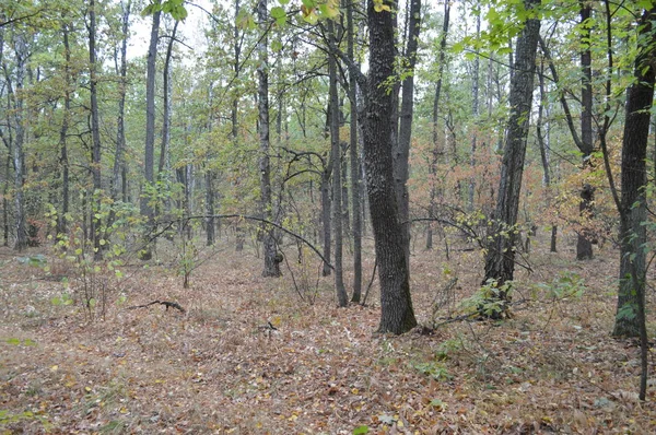 Floresta de outono e árvores após a chuva — Fotografia de Stock